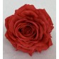Róża wyrobowa EXCLUSIVE (6-pak) kolor 2